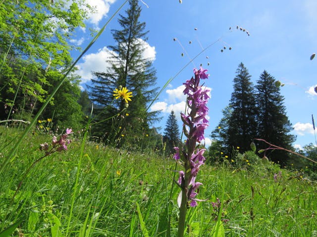 圖五：掌裂蘭（Dactylorhiza incarnata）在藍天下悠然自得。