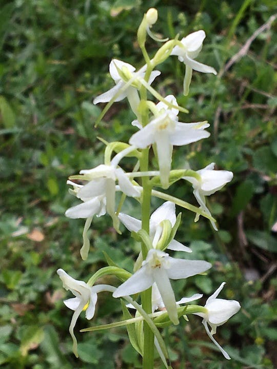 圖十七：二葉舌唇蘭（Platanthera chlorantha）。