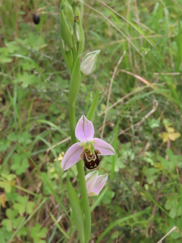 圖七Ophrys-apifera-rotated