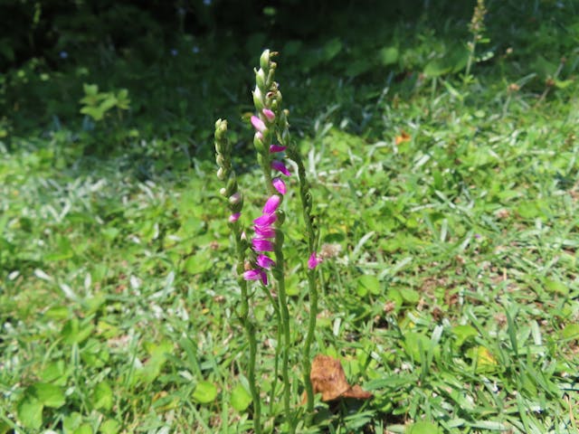 海島公園內的澳洲綬草 （Spiranthes australis）（圖13）