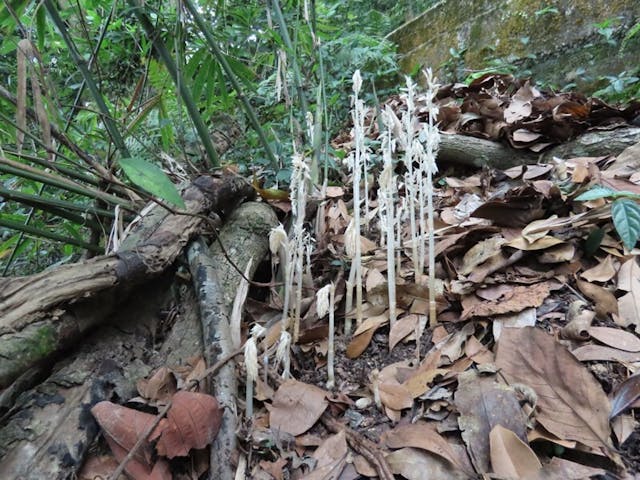 圖四：不少腐生蘭能夠自交繁育，如虎舌蘭﹙Epipogium roseum）。