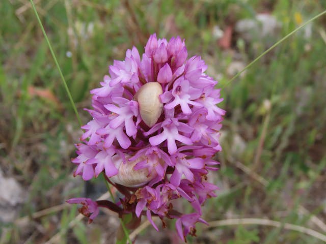 圖十六蝸牛肆虐，不少野蘭也慘遭蹂躪Anacamptis-pyramidalis