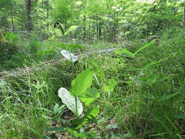 圖二十三：帶有果莢的杓蘭（Cypripedium calceolus）。