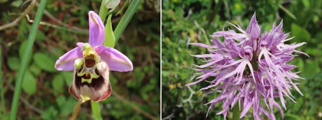 左為（圖十五）希臘野外的蜂蘭屬（Ophrys heldreichii），右為（圖十六）希臘野外的紅門蘭屬（Orchis italica）。