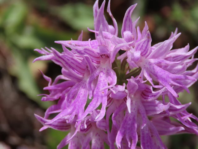 圖三十-Orchis-italica