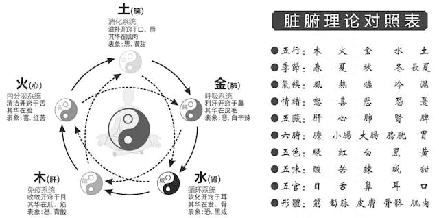 陰陽五行與中醫的臟腑理論。（作者提供圖片）