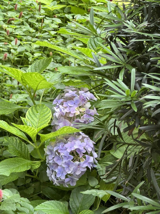 夏日校園裏，作者遇到繡球花，是生活日常中遇見的美好。（作者提供） 