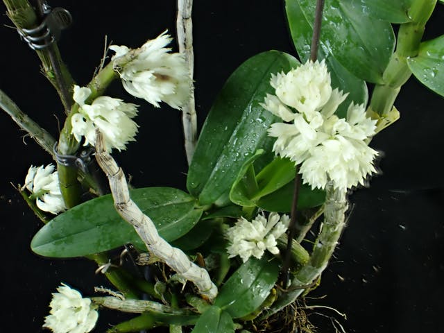 圖九：頭狀石斛（Dendrobium capituliflorum）