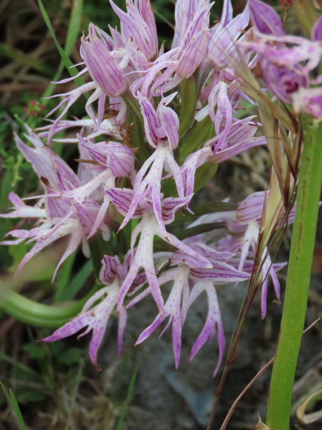 圖二十九-Orchis-italica-rotated