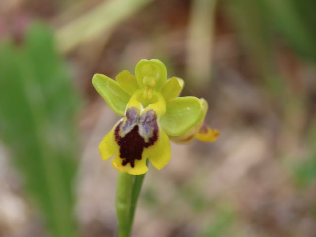 圖十八-Ophrys-&times;-phryganae