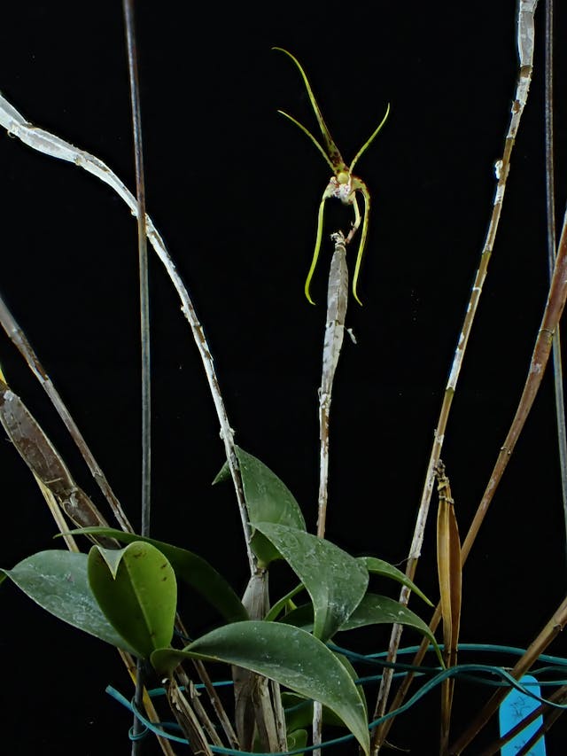 圖十六：蜘蛛石斛（Dendrobium tetragonum）