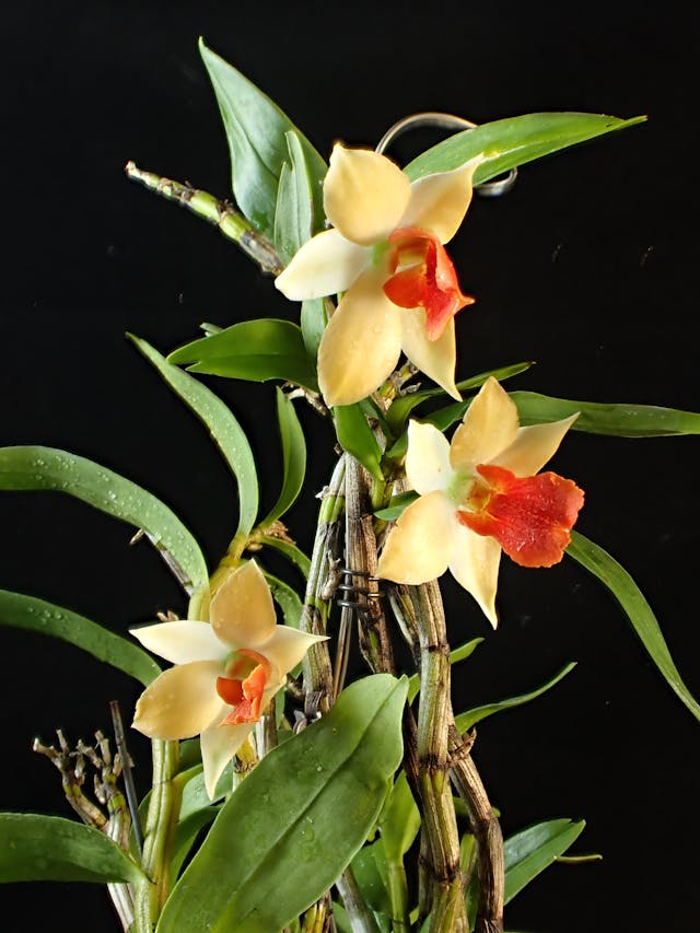 圖七：Dendrobium Hsinying Frostymaree