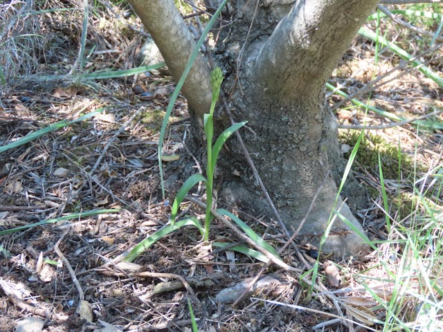 頭蕊蘭屬（Cephalanthera）（圖20）