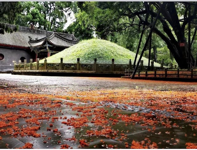 諸葛亮墓左右兩側，有種植於1700多年前的金桂花樹，相傳是劉禪所植；每年秋季飄落滿地丹桂，當地人拾集釀出桂花酒。