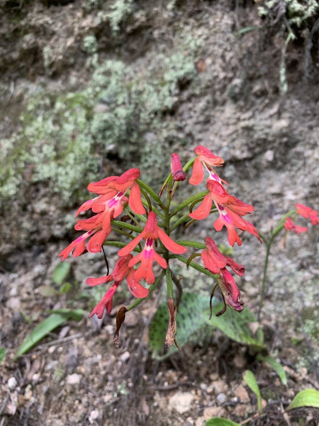 圖二十七：狗睪蘭屬（Cynorkis gibbosa）。