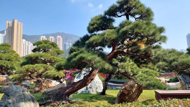 園內的日本羅漢松都是高高的，造型都很人工化，但都有其美態。