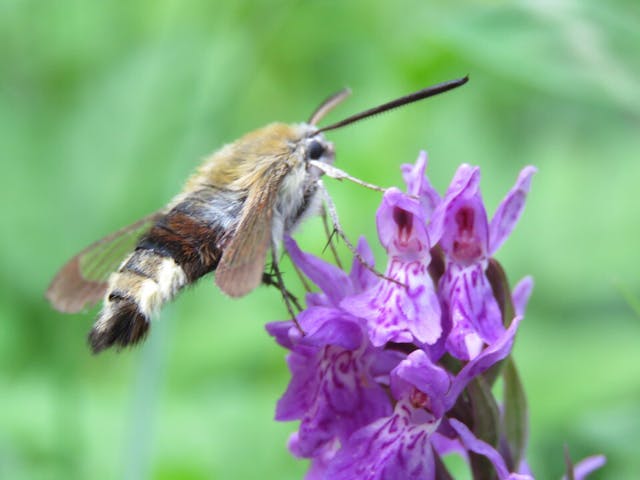 圖二十五：掌裂蘭（Dactylorhiza incarnata）。