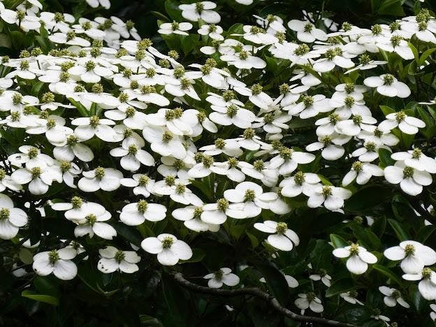 香港四照花。