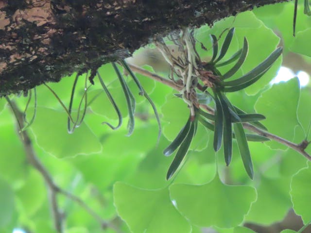 鐮葉萬代蘭（圖9）