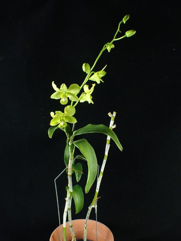 圖一：蝴蝶石斛（Dendrobium phalaenopsis）。