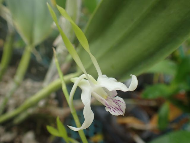 圖十二：小玉兔石斛（Dendrobium antennatum）