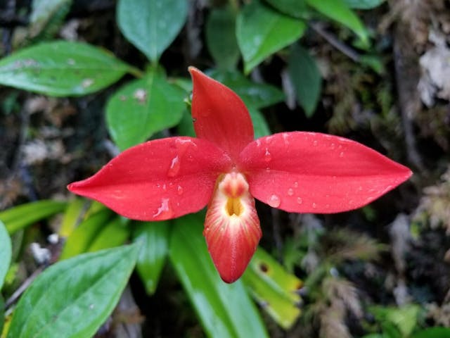 圖十三：厄瓜多爾野外的南美拖鞋蘭屬（Phragmipedium besseae）。