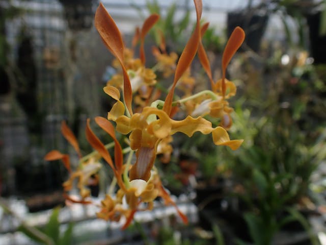 圖十一：異色石斛（Dendrobium-discolor）