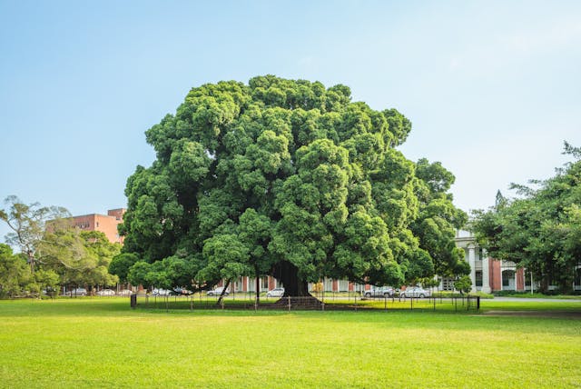 作者強調要壯大台灣生命之樹。圖示成功大學校園的大樹。（Shutterstock）