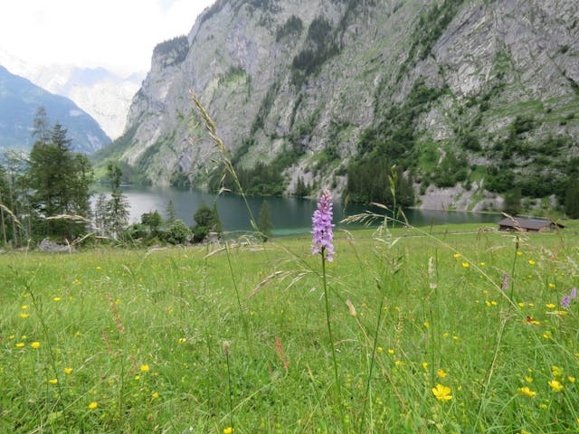 圖十五：掌裂蘭（Dactylorhiza incarnata）在湖光山色的環境下，特別秀麗。