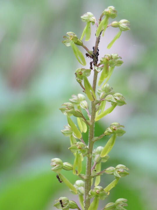 圖十：對葉蘭（Neottia ovata）。