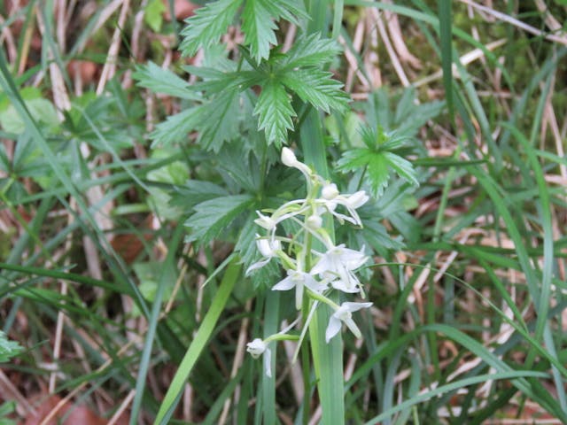 圖二十六：二葉舌唇蘭（Platanthera chlorantha）