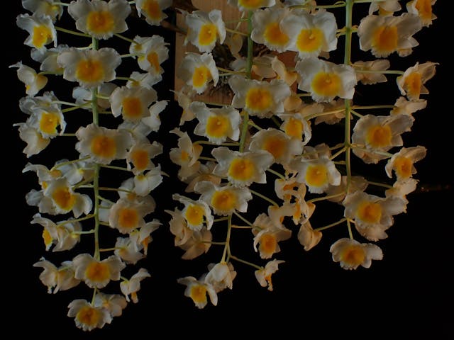 圖三：四角石斛（Dendrobium-farmeri）