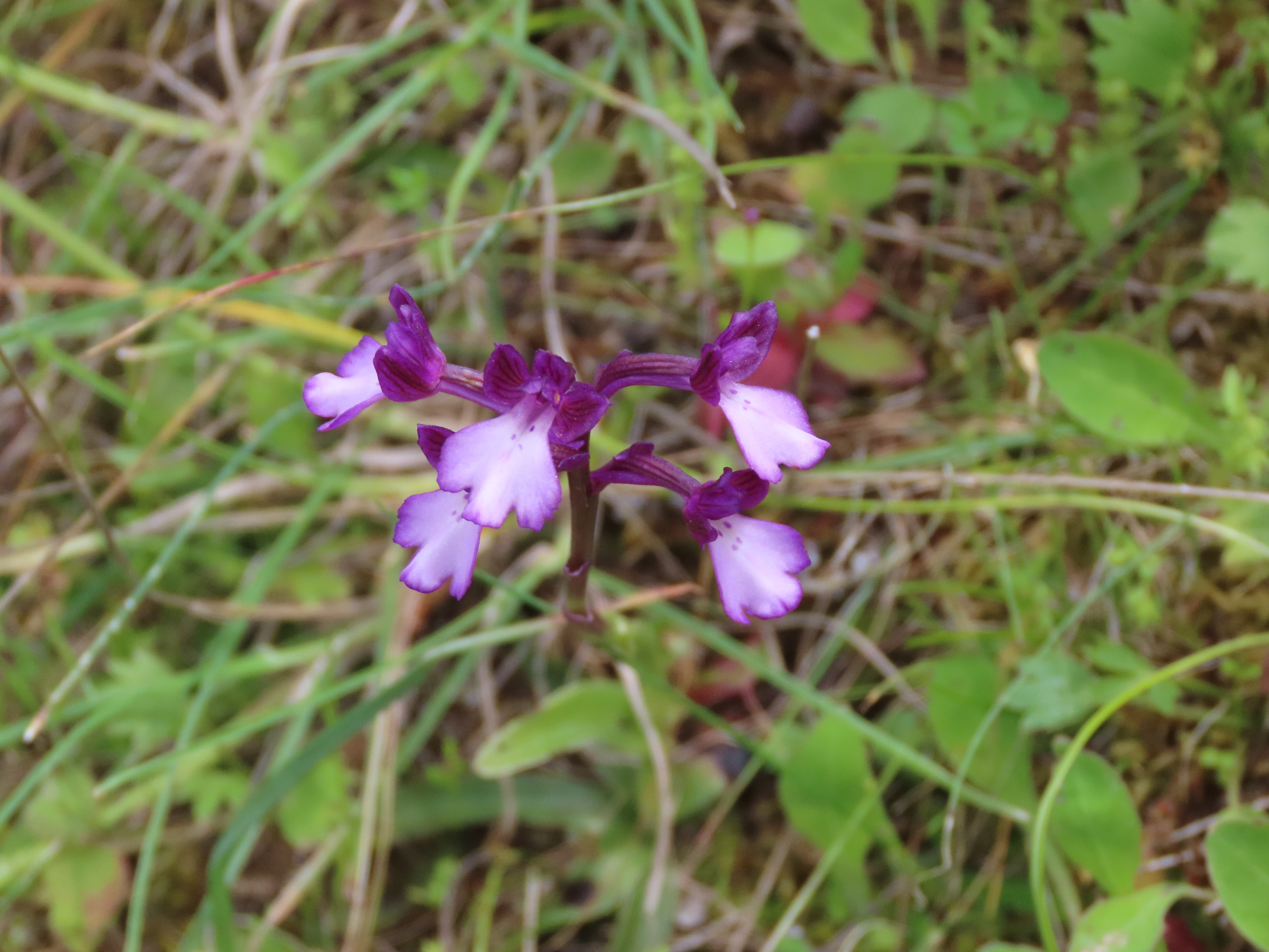 圖二十五-Orchis-quadripunctata