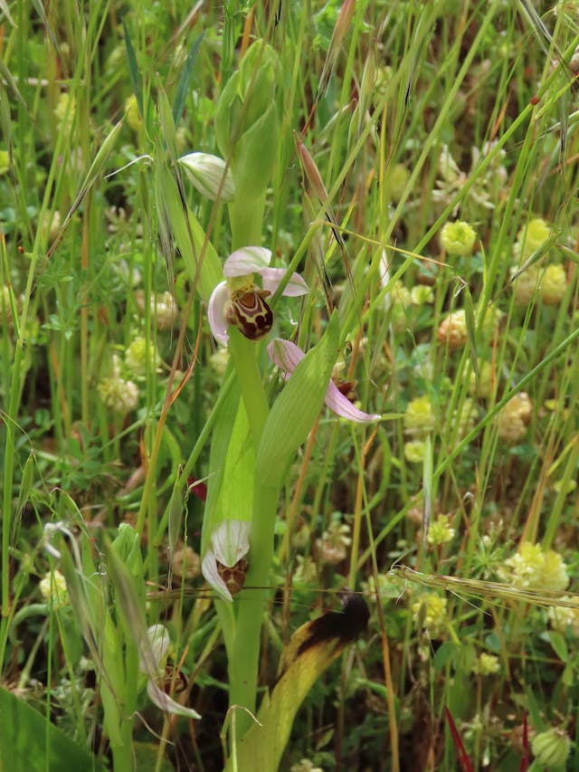 圖五十-Ophrys-apifera-rotated