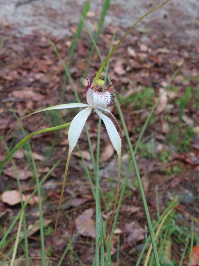 圖十九：西澳野外的蜘蛛蘭Caladenia longicauda（White Spider Orchid）。