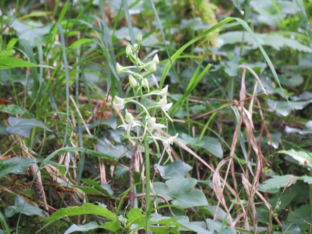 圖三十一：二葉舌唇蘭（Platanthera chlorantha）。