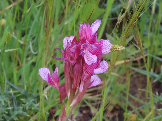 圖四十八Anacamptis-papilionacea