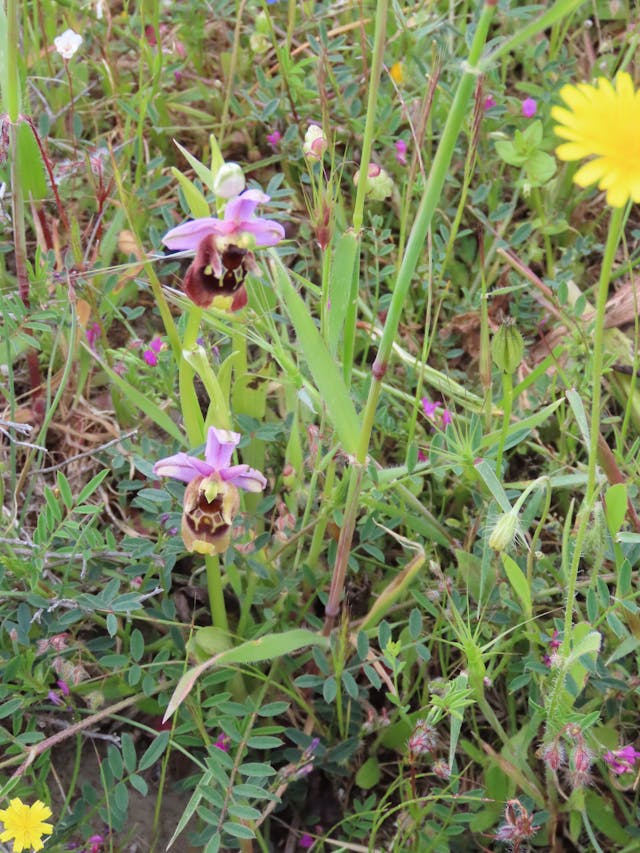 圖三十八-Ophrys-heldreichii-rotated