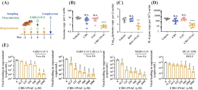 CBS 和 NAC 在體外和體內均表現出廣譜抗冠狀病毒效力。