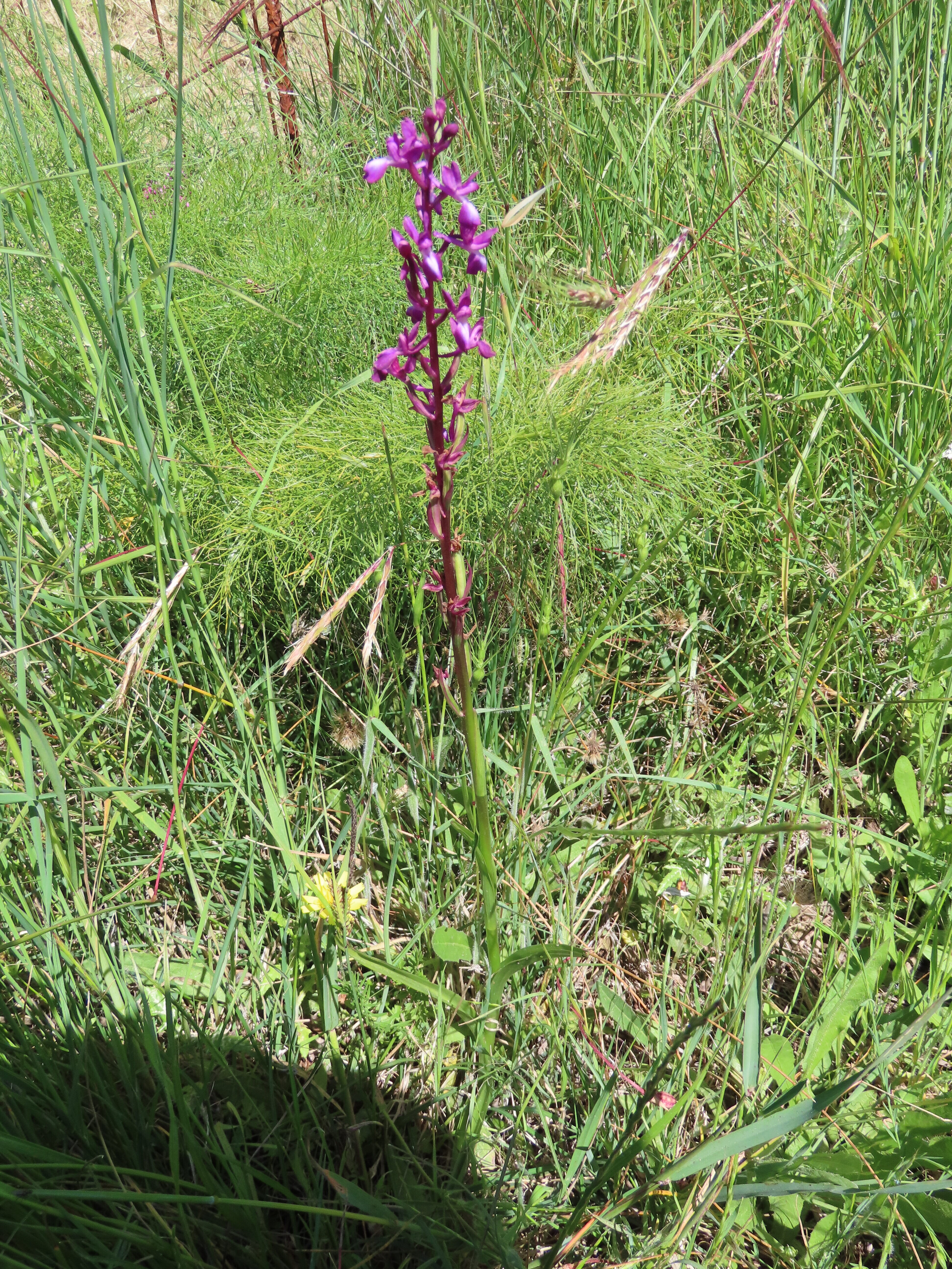 圖二十Anacamptis-laxiflora-rotated