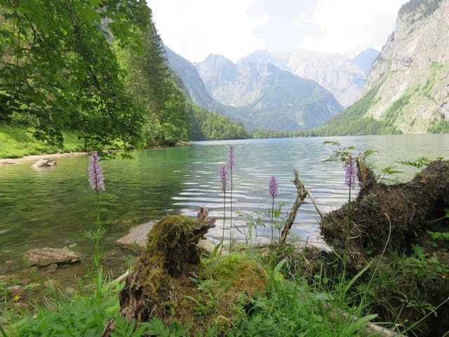 圖二十：掌裂蘭（Dactylorhiza incarnata）在波光粼粼的湖濱，顧影自憐。