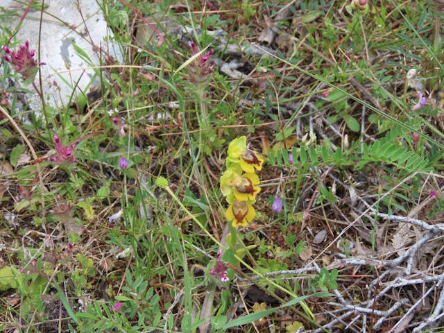 圖四十三-Ophrys-lutea