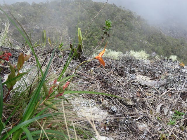 圖十二：秘魯馬丘比丘3000米高拔高峭壁上的三尖蘭（Masdevallia veitchiana）。