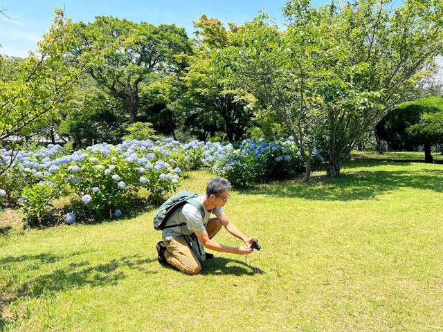 筆者正醉心拍攝剛剛冒出的澳洲綬草（圖15）