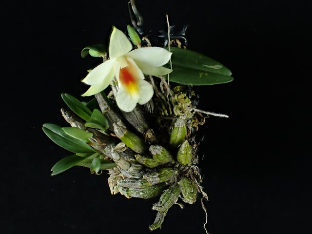 圖六：珍珠石斛（Dendrobium christyanum）