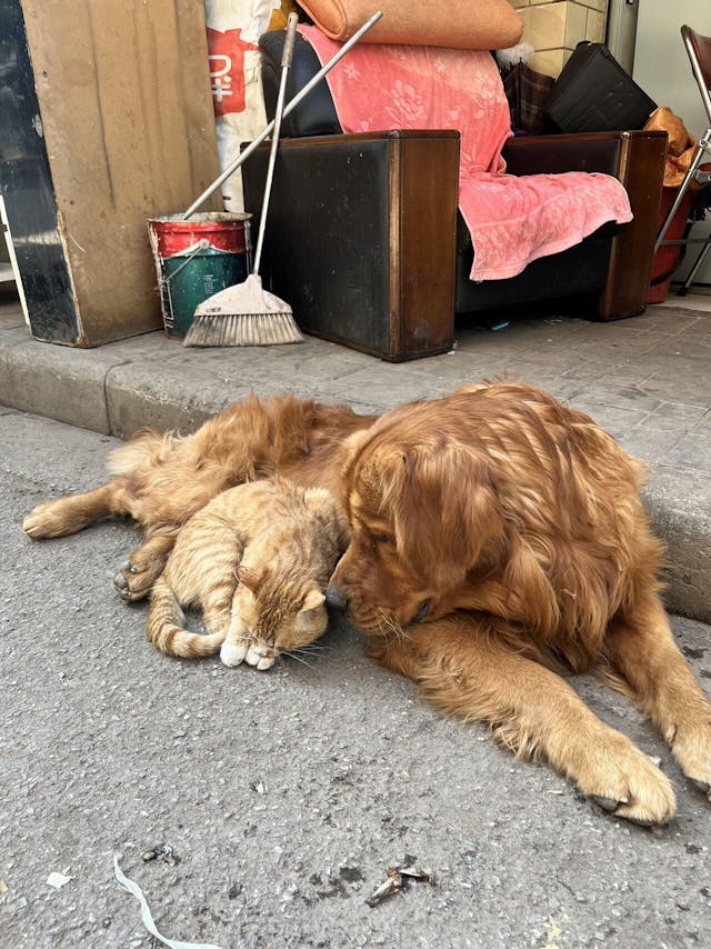 狗與貓相依而眠。