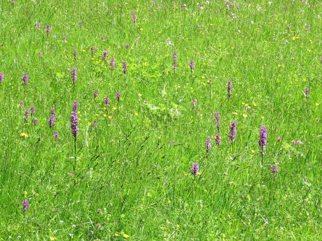 圖三：掌裂蘭（Dactylorhiza incarnata）。