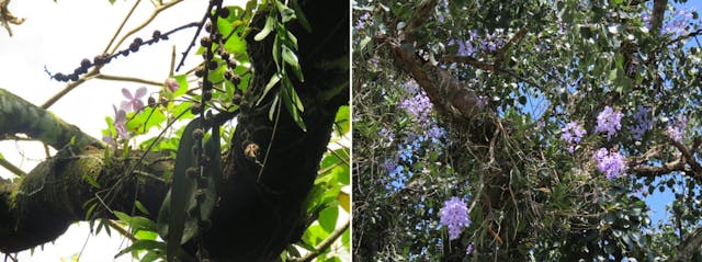 左為（圖五）在菲律賓野外生長的虎斑蝴蝶蘭（Phalaenopsis schilleriana），右為（圖六）在雲南西雙版納野外生長的大花萬代蘭 （Vanda coerulea）。