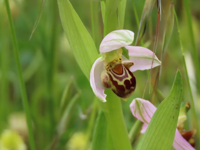 圖五十一-Ophrys-apifera