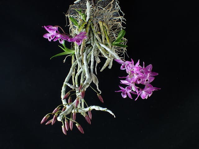 圖四：麝香石斛（Dendrobium parishii）